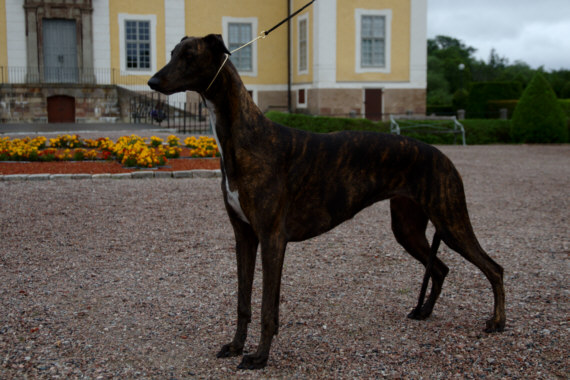 bir_greyhound-1 bir_greyhound-1