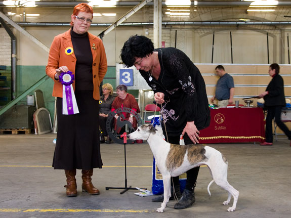 bis_1_veteran_foto_erika_eriksson bis_1_veteran_foto_erika_eriksson